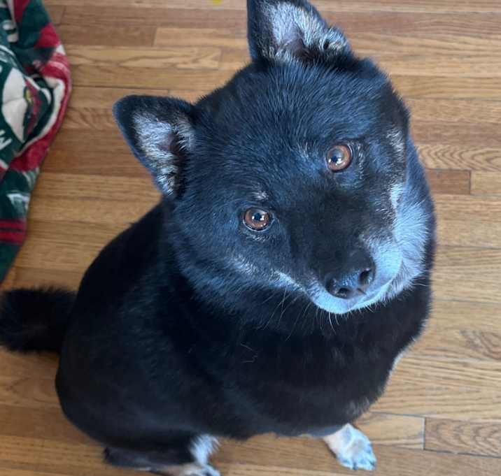 Photo of Chief