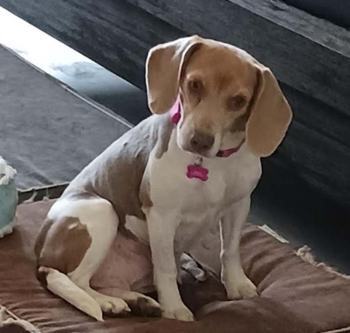 Photo of Bailey