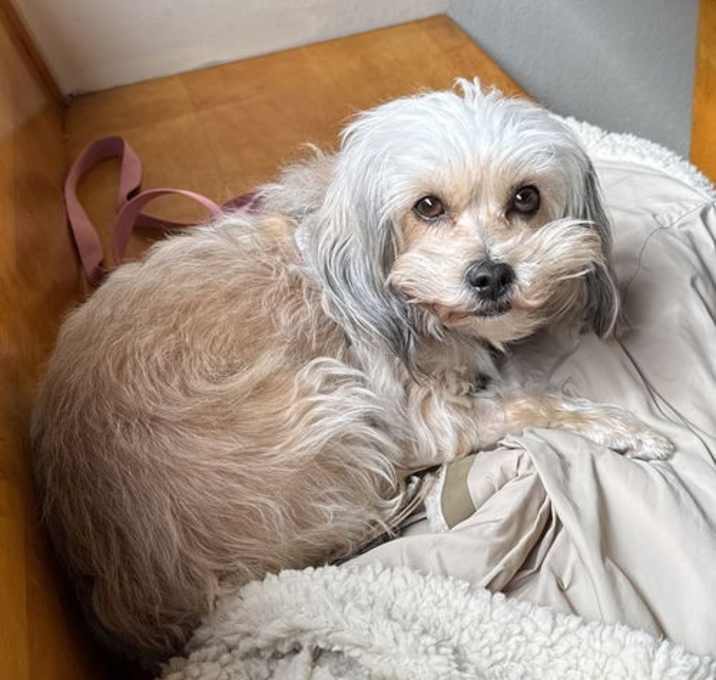 Photo of Perla