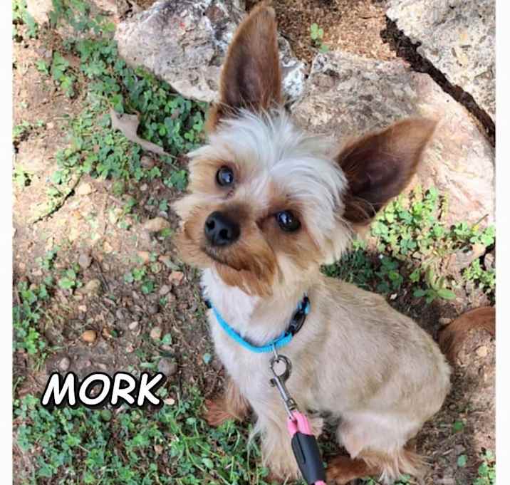 Photo of Mork