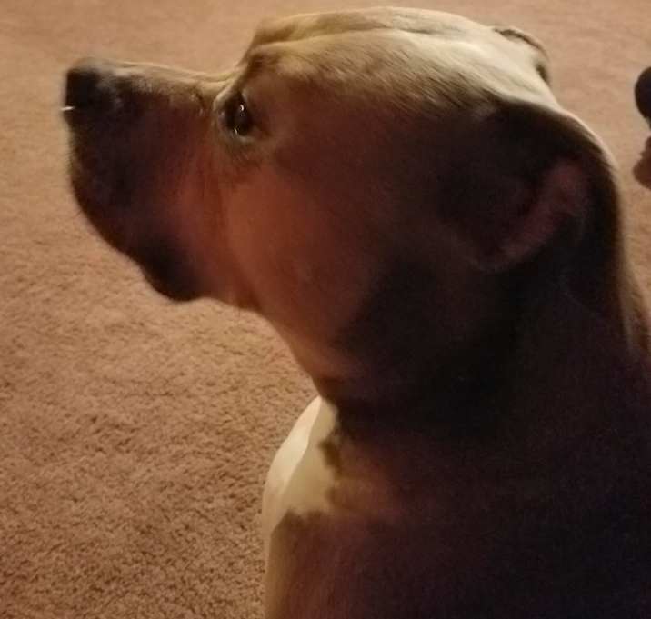 Photo of Missy