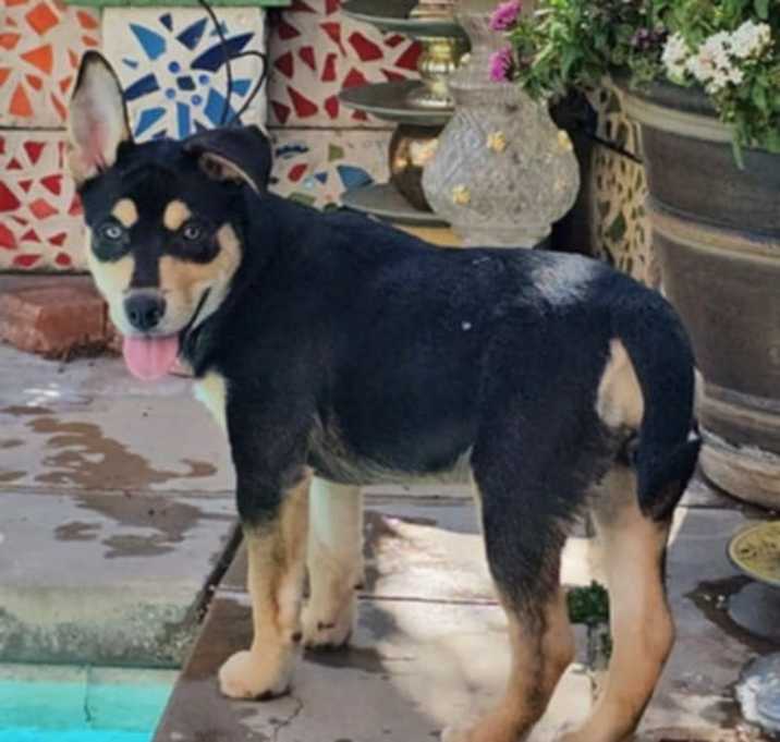 Photo of Lola