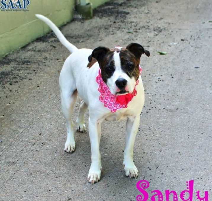 Photo of Sandy