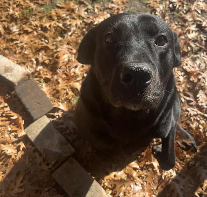 Photo of Jet