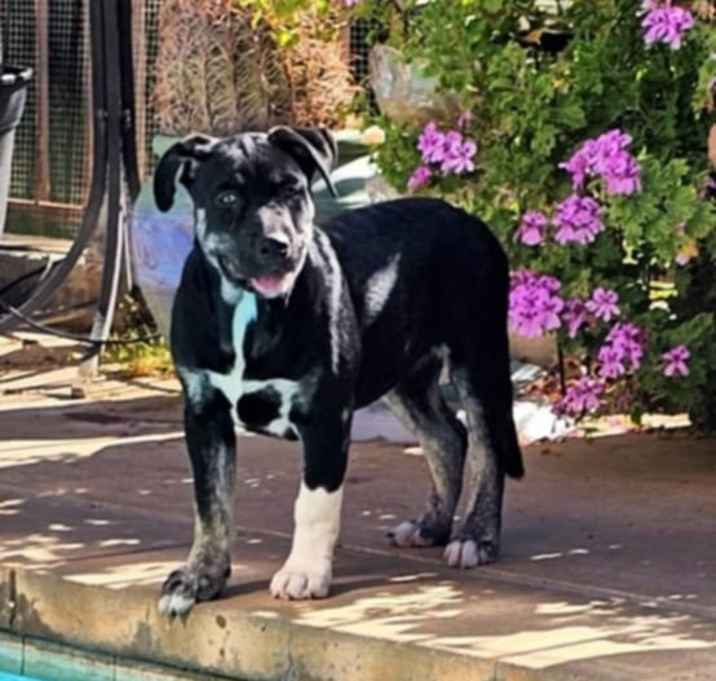 Photo of Briar Rose