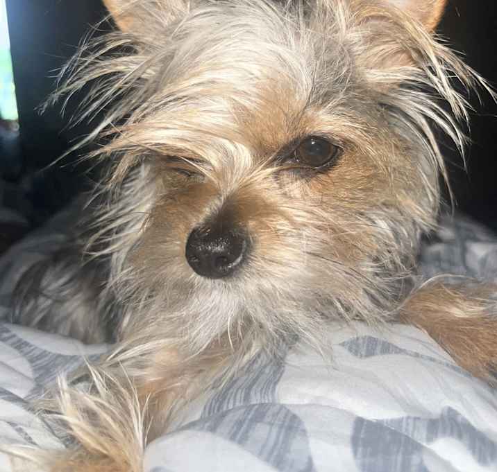 Photo of Luna
