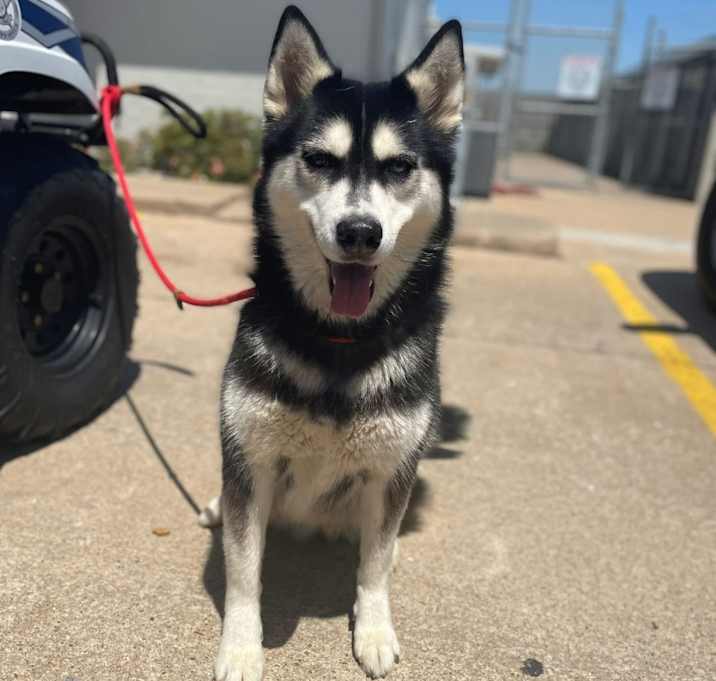 Photo of Koda