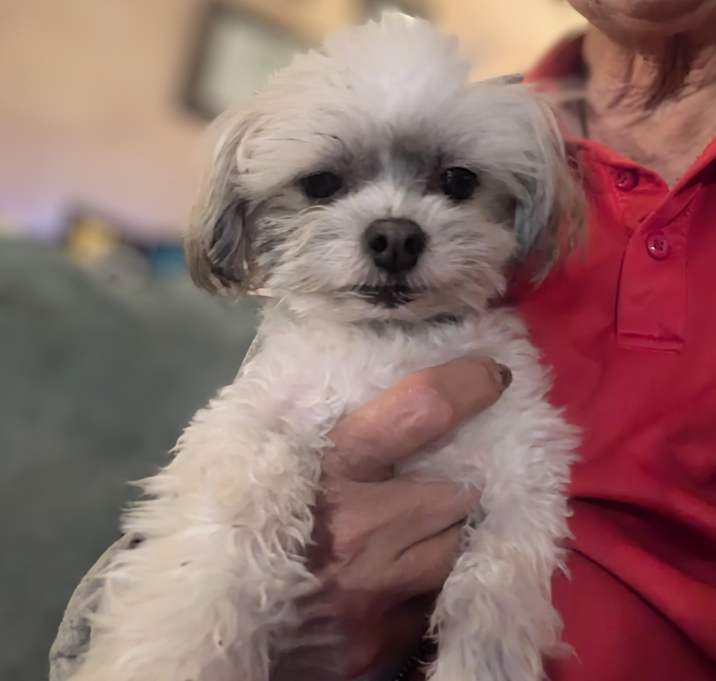 Photo of Itsy Bitsy (Bailey)