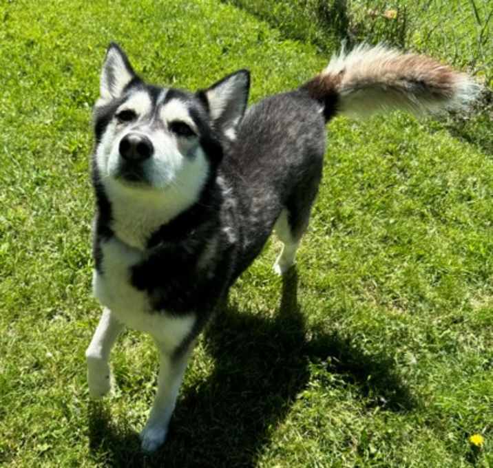 Photo of Arlo
