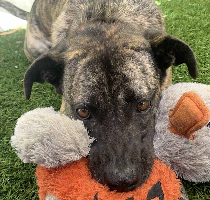 Photo of Sadie the brindle
