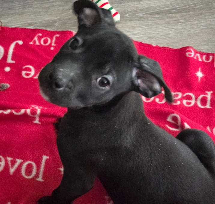 Photo of Tyson