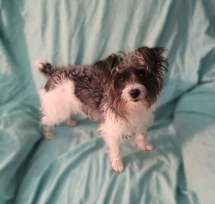 Photo of Kyler PENDING ADOPTION