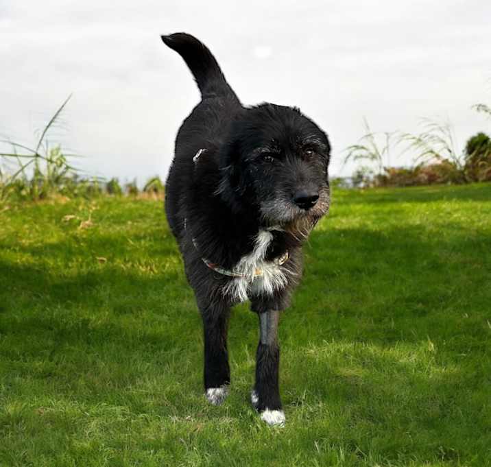 Photo of Fig