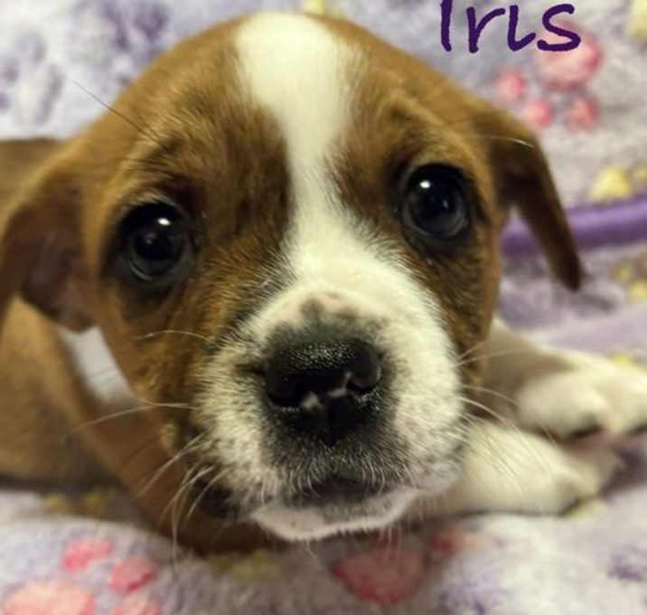 Photo of Iris