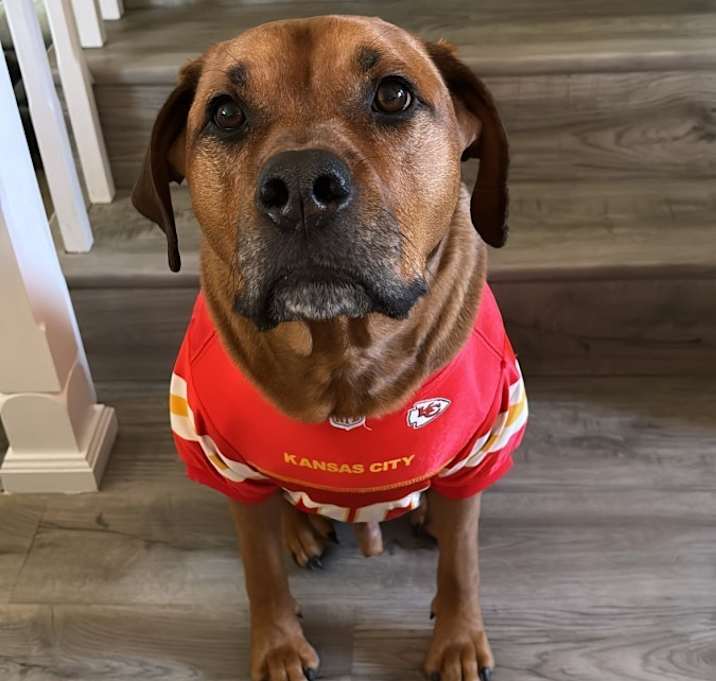 Photo of Koda