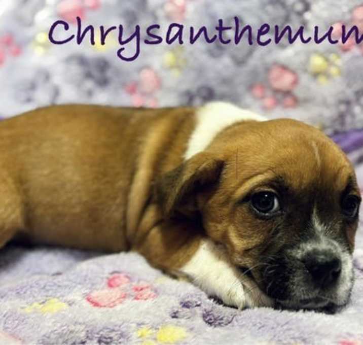 Photo of Chrysanthemum
