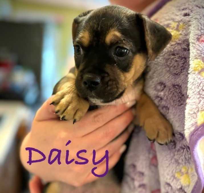 Photo of Daisy