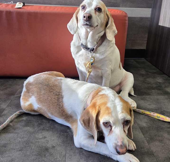 Photo of Izzy and Bella