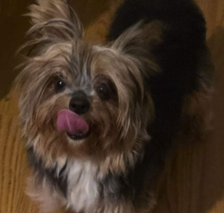 Photo of Phoebe PENDING