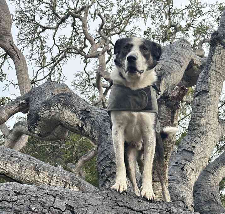 Photo of bako