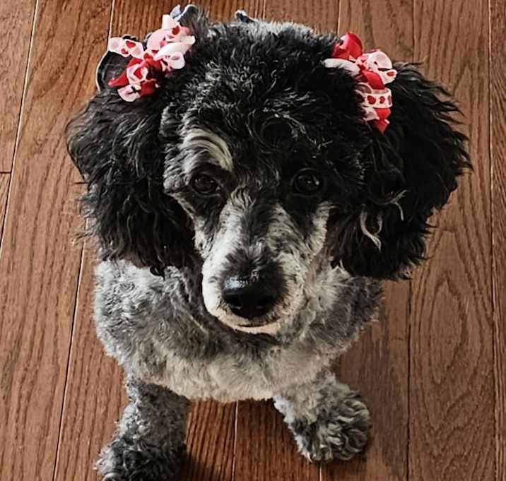Photo of Dixie. ADOPTED