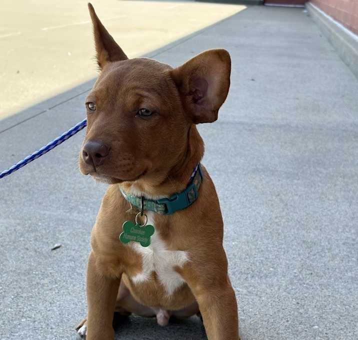 Photo of Copper Vidalia #1