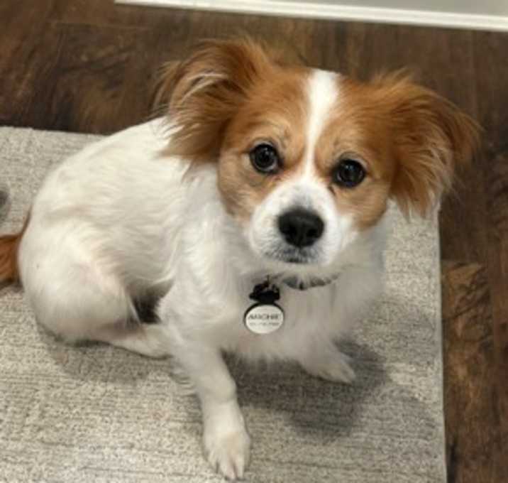 Photo of Archie