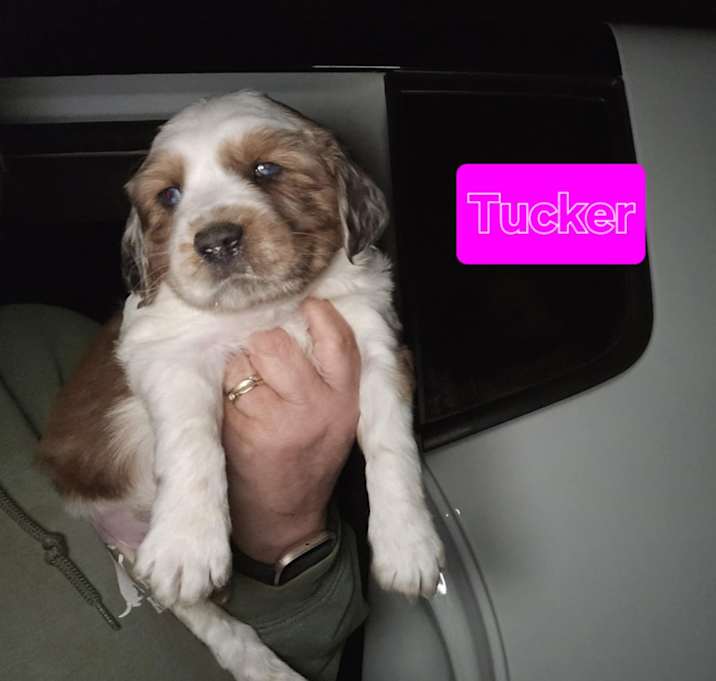 Photo of Tucker