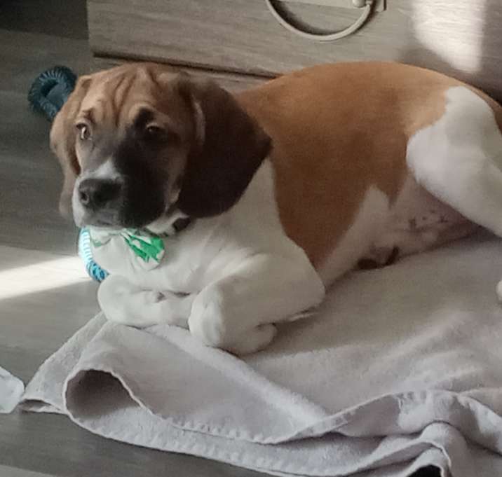 Photo of Bailey
