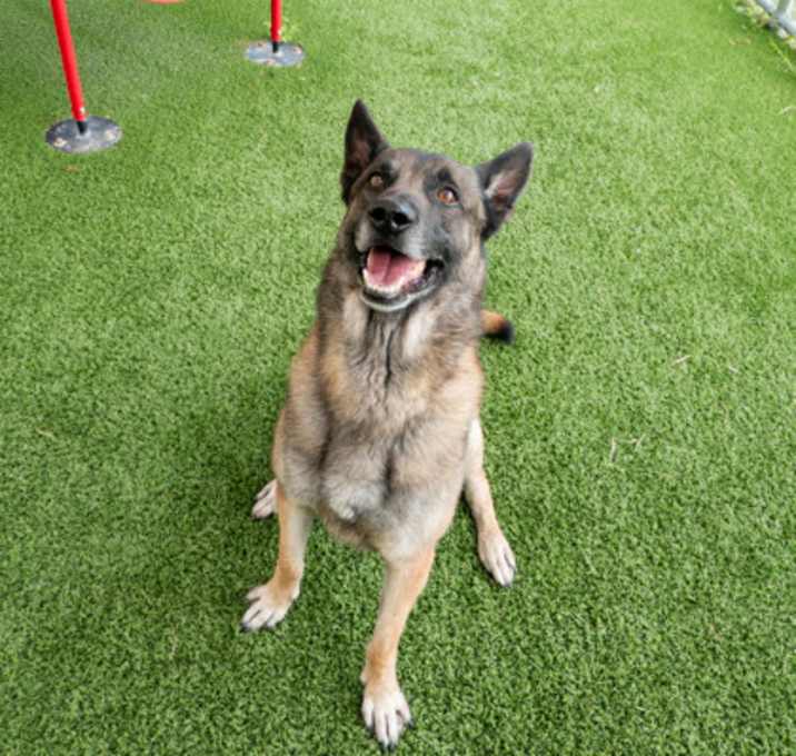 Photo of Scamp