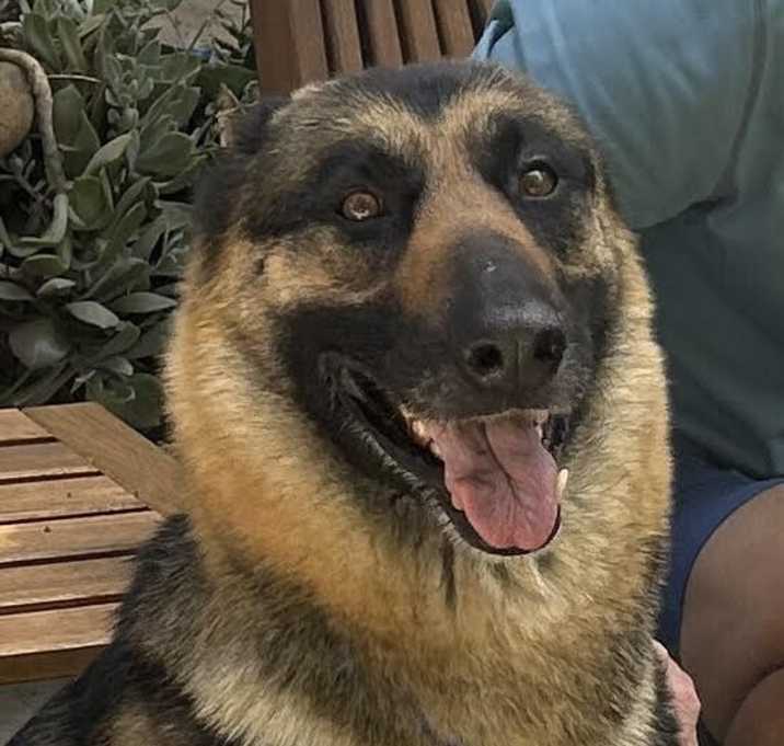 Photo of Cookie