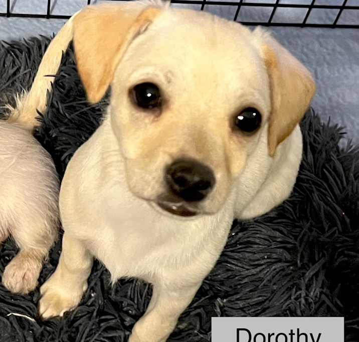Photo of Dorothy