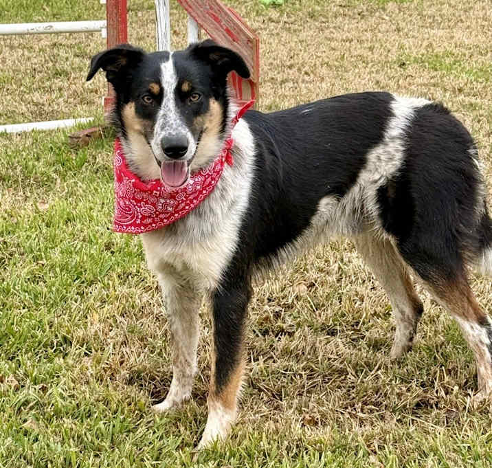 Photo of Ace