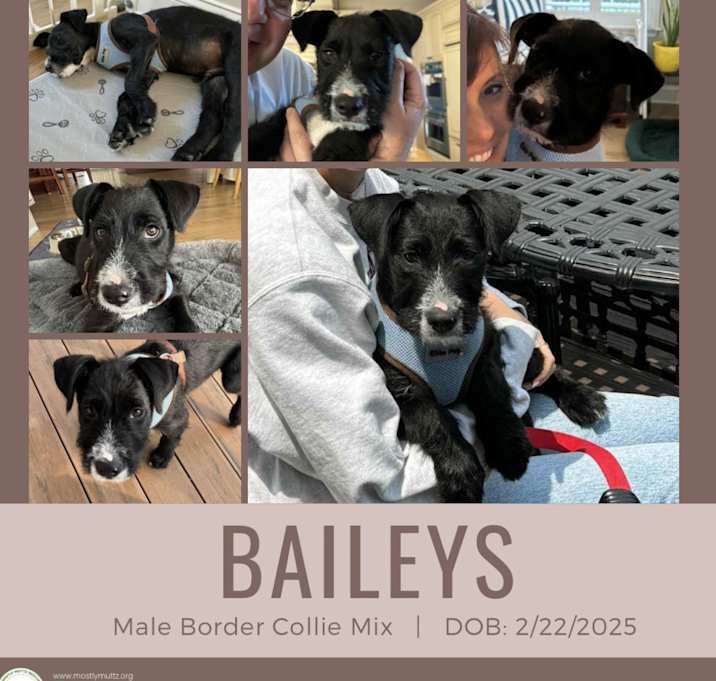 Photo of Bailey's