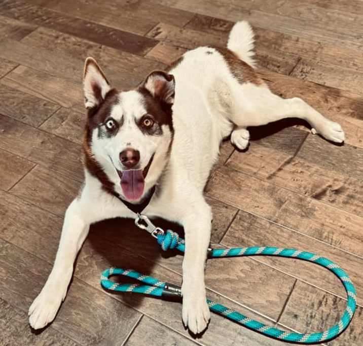 Photo of Scout