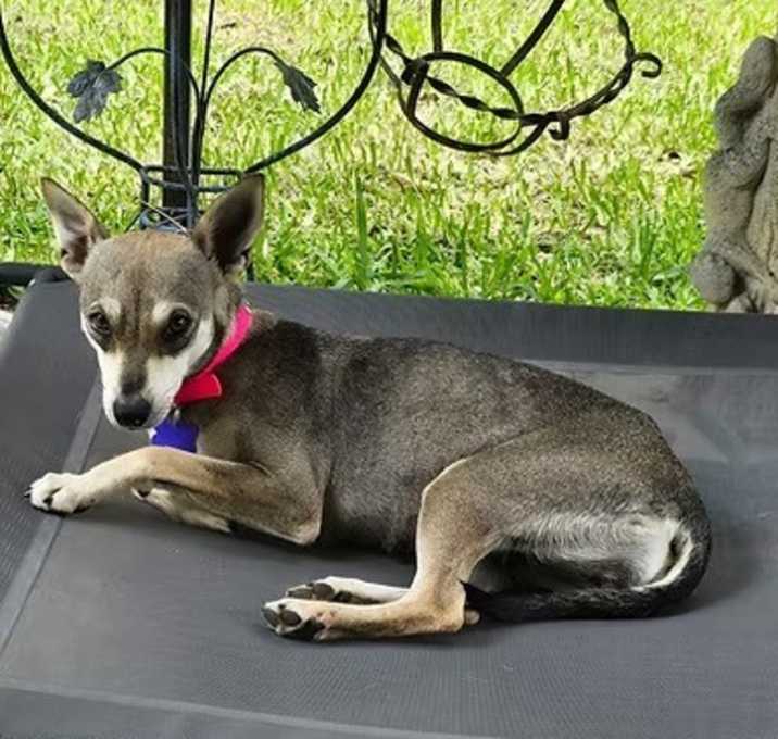 Photo of Sage