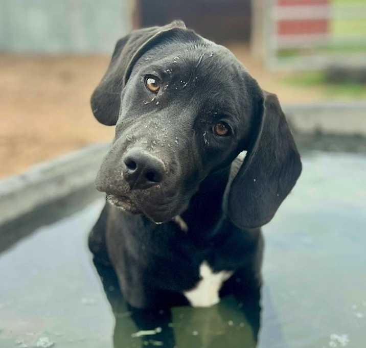 Photo of Comet