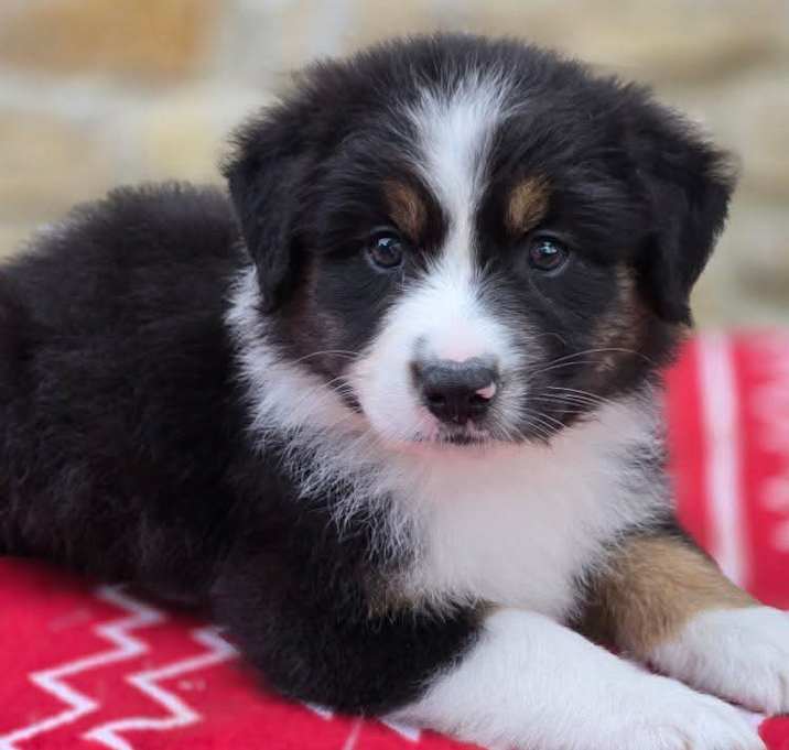 Photo of Presto