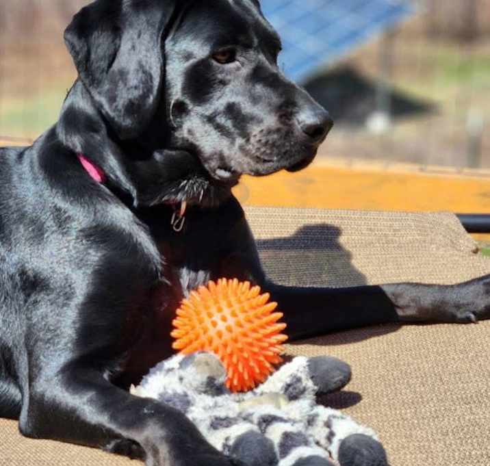 Photo of Lady