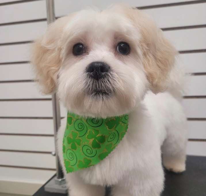 Photo of Milo-ADOPTED!