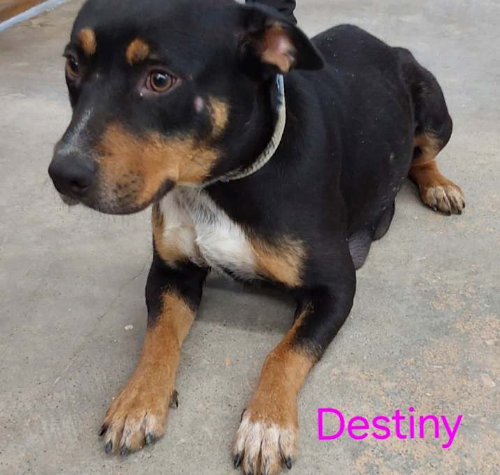 Photo of Destiny