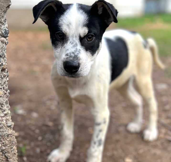 Photo of Hugo
