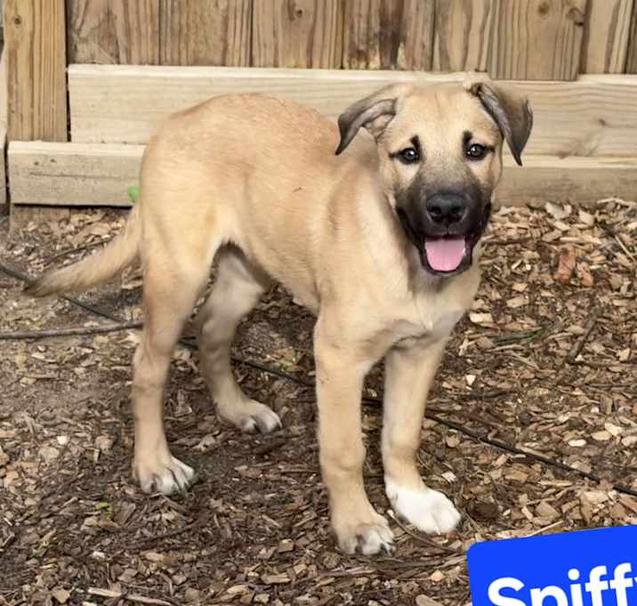 Photo of Spiffy