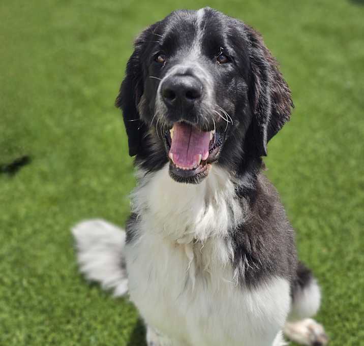 Photo of Maple