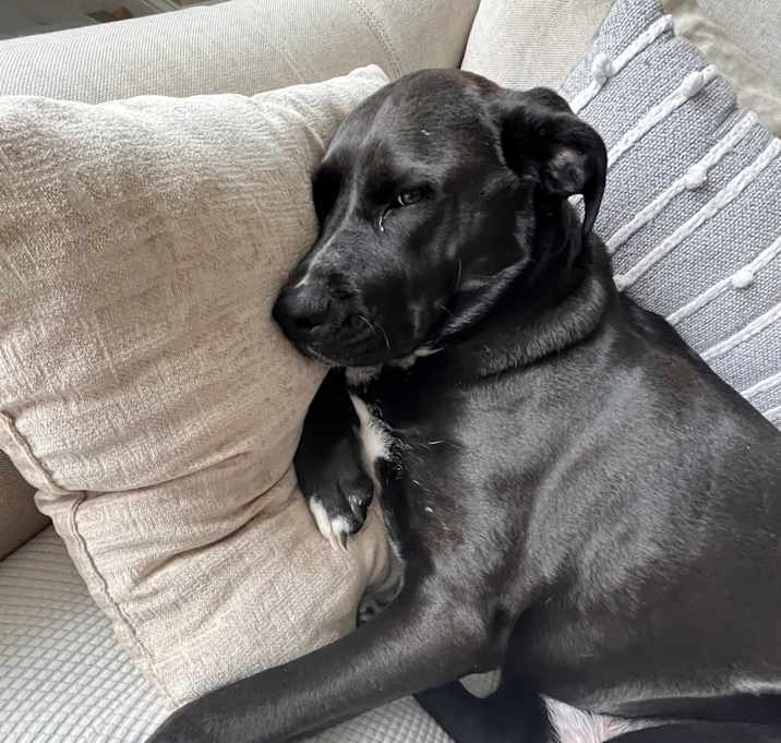 Photo of Ace