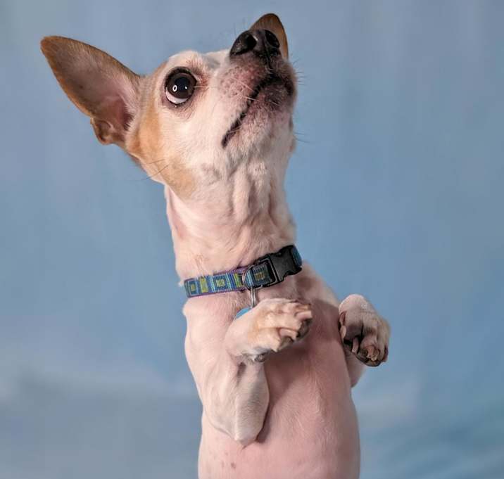 Photo of Pepper Spice Boy