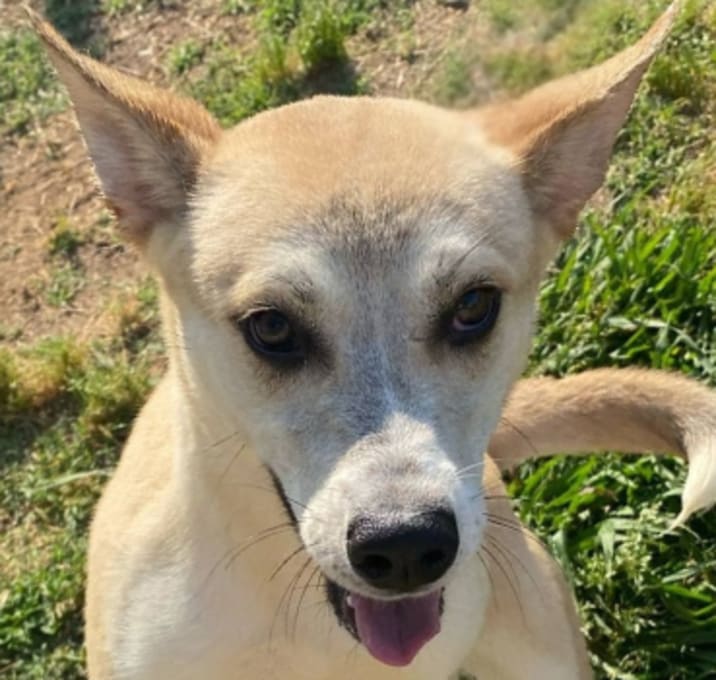 Photo of Petunia