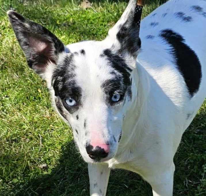 Photo of BLUE EYED LOLA
