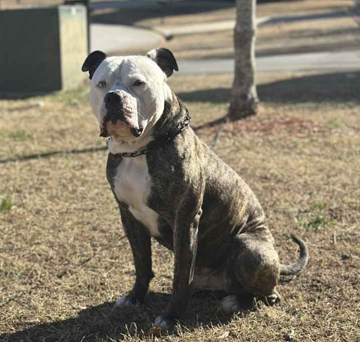 Photo of Apollo