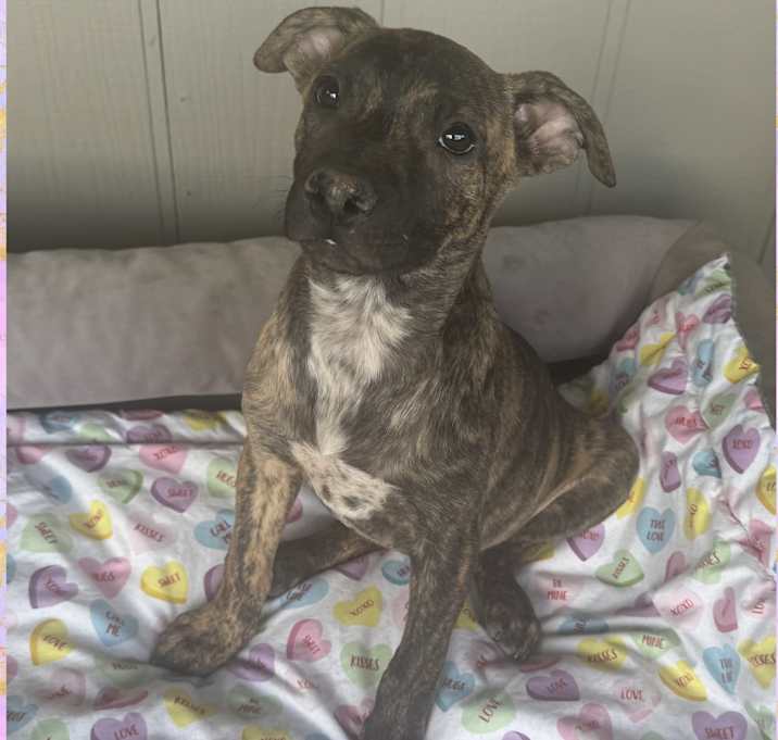 Photo of FREYA – 4 MONTH WHIPPET MIX